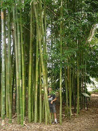 Giant Timber Bamboo | Live Plant | Bambusa Oldhamii | Beautiful Non-Invasive Clumping Bamboo Privacy Screen