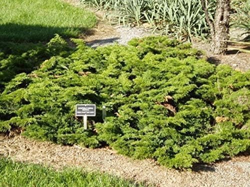 Juniper Monna Sierra Spreader | Live Plants | Juniperus Chinensis | Drought Tolerant Cold Hardy Evergreen Ground Cover