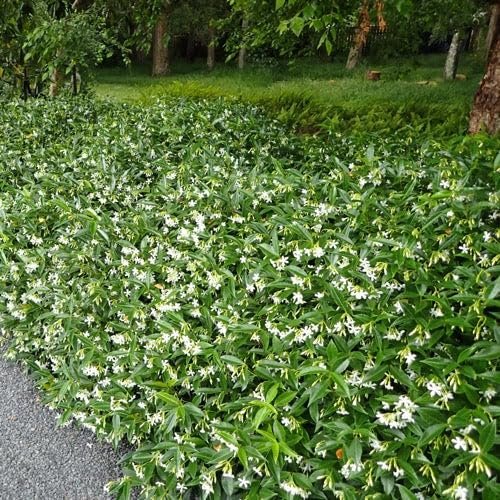 Variegated Confederate Jasmine | Extra Large Gallon Plants | Trachelospermum jasminoides Variegata | Eye-Catching Climber | Perfect for Garden Walls and Trellises