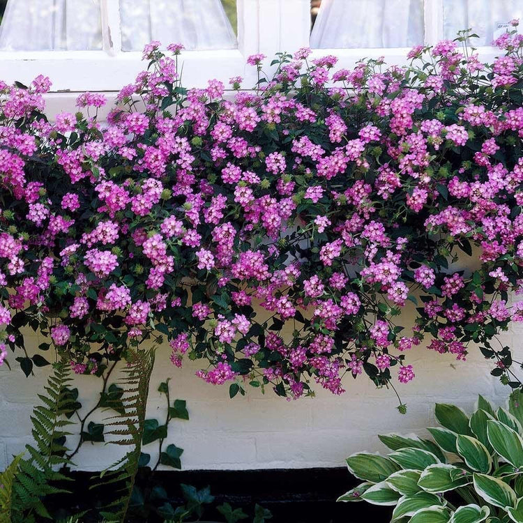 Lantana Purple I Large Gallon Size Plants I Verbenaceae Camara I Live Rich Purple Blooms, Heat and Drought Resistant, Ideal for Containers and Garden Borders (2 Plants)