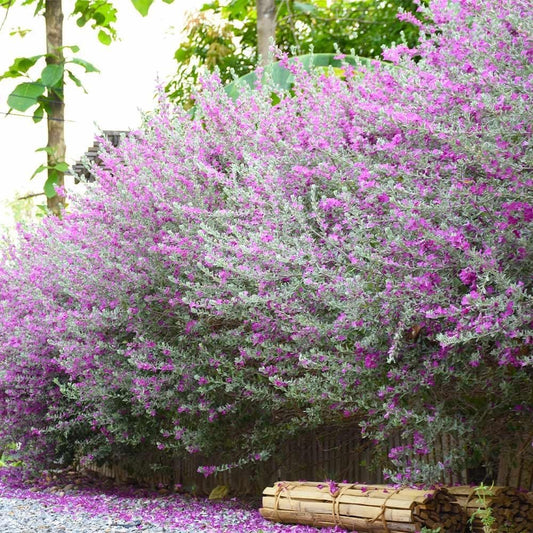 Texas Sage | Extra Large 3 Gallon Plants | Leucophyllum frutescens | Drought Tolerant | Low Maintenance Landscaping