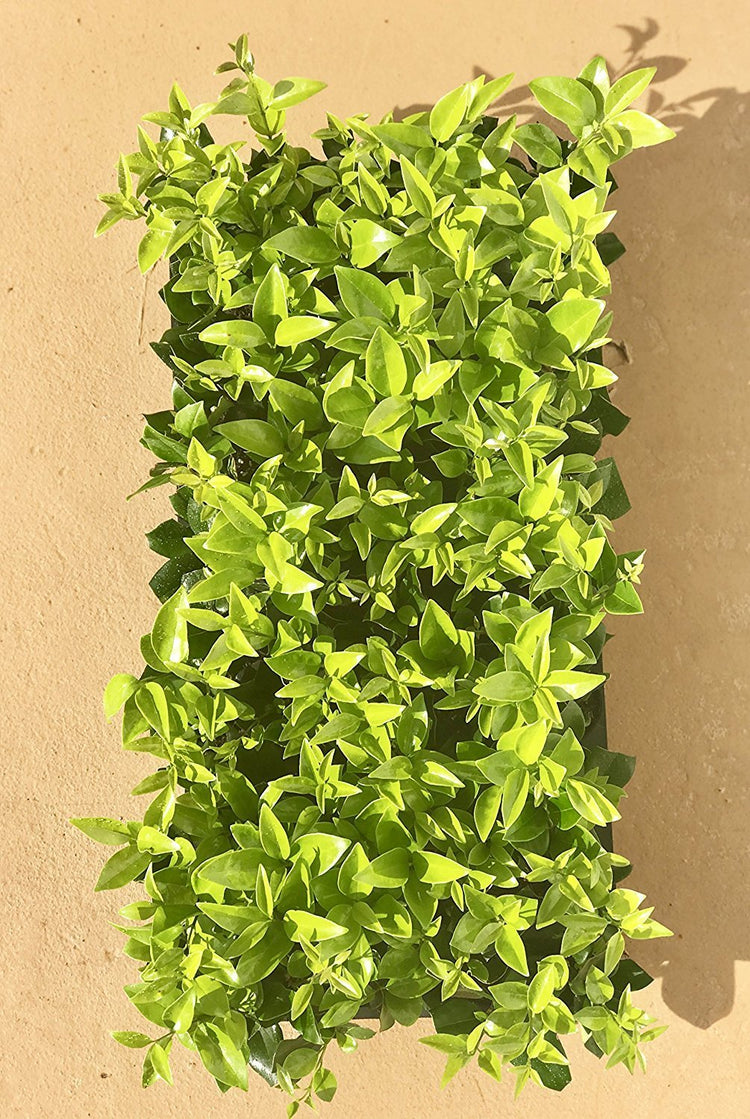 Ligustrum Waxleaf Privet - Live Plants 2" Pot Size - Evergreen Privacy Hedge