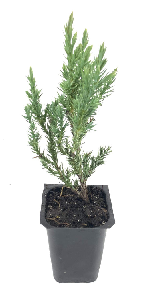 Spiny Greek Juniper - Live Trees - Juniperus Chinensis