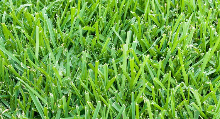 St. Augustine 'Floratam' Inch Sod Plugs - Drought, Salt and Shade Tolerant Turf Grass