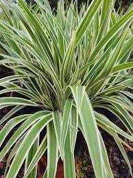 Flax Lily Dianella | Extra Large Gallon Plants | Dianella tasmanica | Hardy Perennial | Shade Tolerant