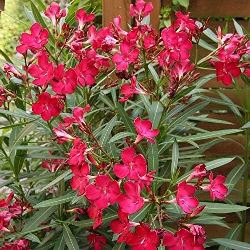 Oleander Red | Extra Large 3 Gallon Plants | Nerium Oleander | Stunning Landscape Addition | Sun-Loving Blooms