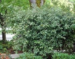 Elaeagnus Pungens | Extra Large Gallon Plants | Elaeagnus pungens | Hardy Shrub | Silver Foliage