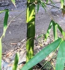 Striped Dwarf Buddha Belly Bamboo | Live Plants | Bambusa Vulgaris Wamin Striata | Rare Non-Invasive Clumping