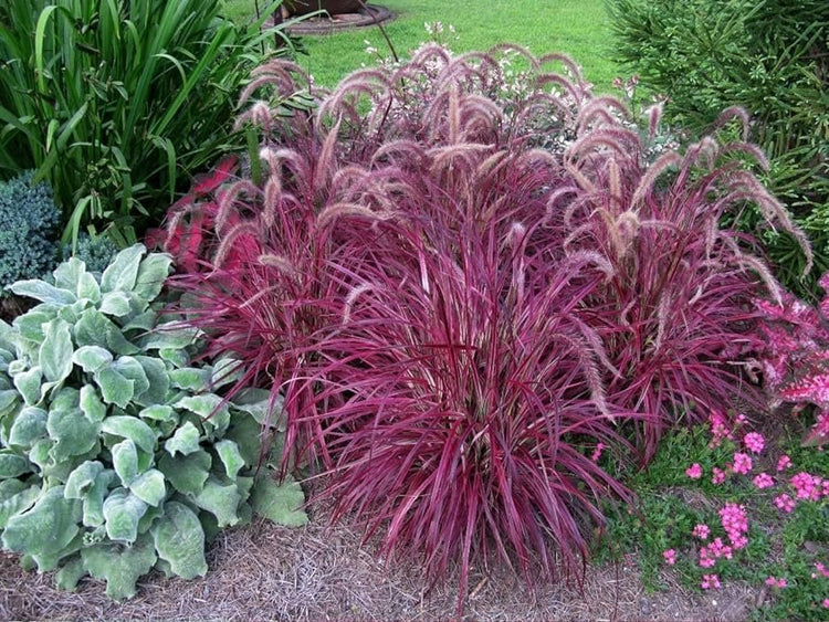 Red Fountain Grass | Extra Large 3 Gallon Plants | Pennisetum setaceum | Vibrant Landscape Feature | Striking Color Contrast