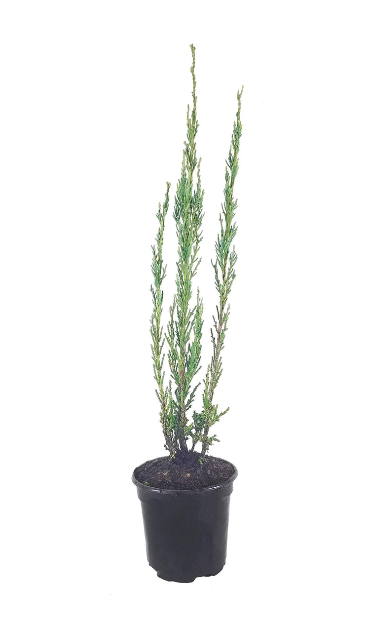 Skyrocket Juniper - Live Inch Pots - Juniperus Scopulorum - Formal Upright Evergreen Tree