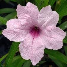 Mexican Petunia Pink I Large Gallon Size Plants I Ruellia Brittoniana | Live Delicate Pink Flowers, Drought and Heat Tolerant, Perfect for Borders and Containers