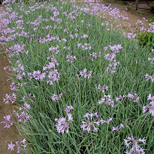 Society Garlic - Live Plants - Tulbaghia Violacea - Butterfly Attracting Flowers