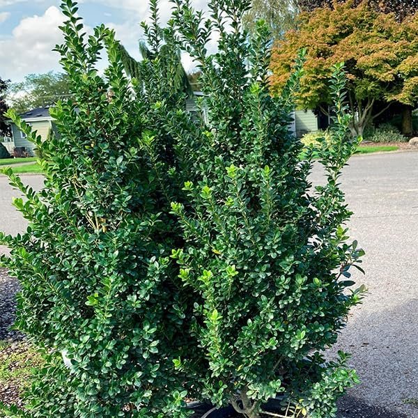 Steeds Holly I 20 Live Plants I Upright Ilex Crenata | Upright Evergreen Shrub for Privacy Screens, Hedges, and Ornamental Landscaping