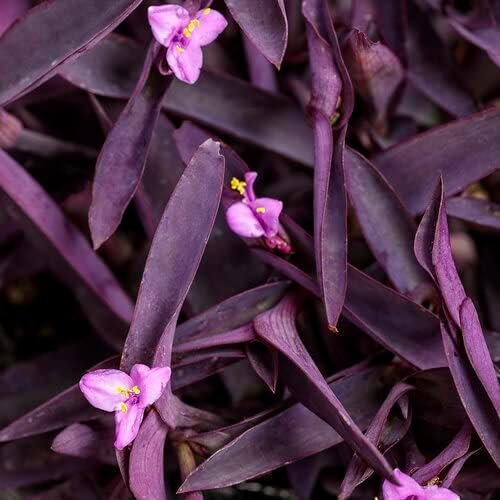 Purple Queen Tradescantia Setcresea I Live Plants I Spiderwort | Lush Magenta Foliage for Striking Garden Contrast, Ideal for Ground Cover, Borders, & Containers