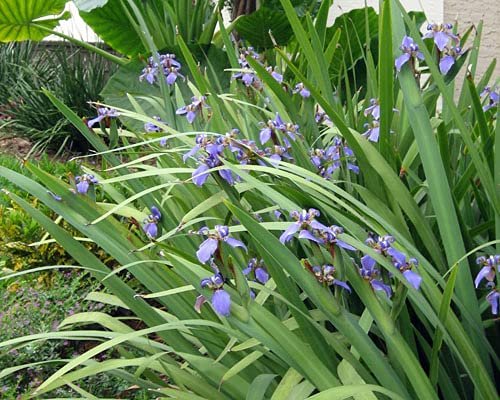 Walking Iris Regina | Live Plants | Giant Apostle Plant | Exotic Fragrant Blooming Specimen