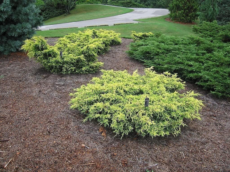 Saybrook Gold Juniper | Live Quart Size Plants | Juniperus Chinensis | Drought Tolerant Cold Hardy Evergreen Groundcover