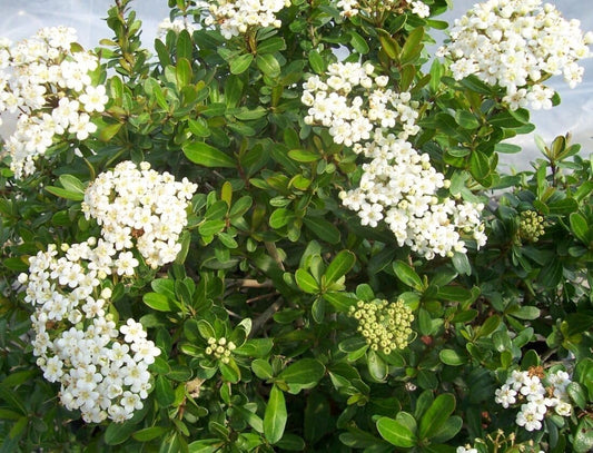 Viburnum Walter's Whorled Class | Extra Large 3 Gallon Plants | Viburnum Obovatum 'Walters Whorled Class' | Landscape Accent | Hardy Shrub