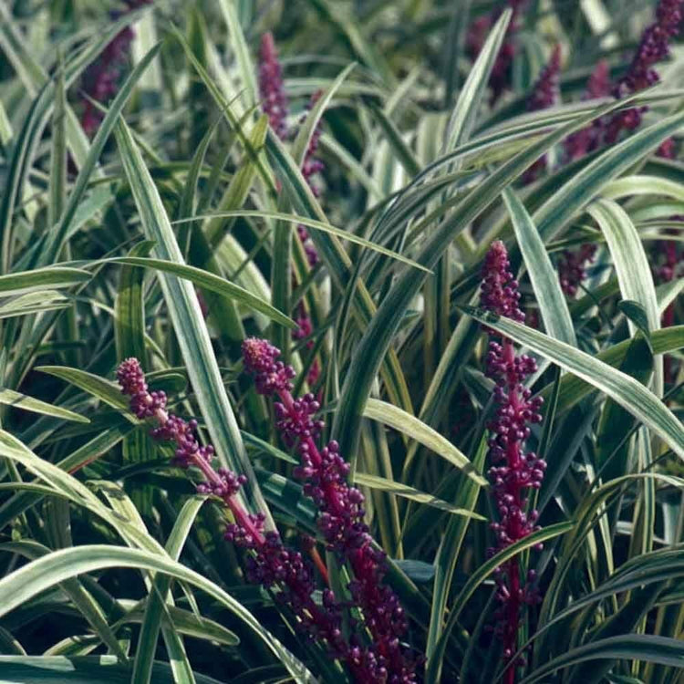 Variegated Liriope Muscari 'Silvery Sunproof' - Live Plants - Blooming Evergreen Groundcover