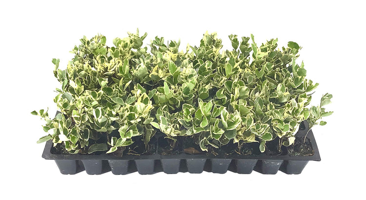 Ligustrum Japonicum Jack Frost Privet - Live Plants - Variegated Evergreen Hedge