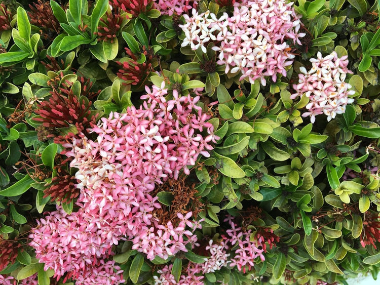 Ixora Dwarf Pink Taiwanensis | Live Plants | Ixora Chinensis | Perfect for Compact Spaces | Vibrant Tropical Blooms