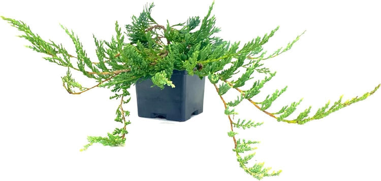 Bar Harbor Juniper | Live Inch Pot | Juniperus horizontalis 'Bar Harbor' | Perfect Lush Ground Cover & Landscape Accent | Drought Resistant & Low Maintenance