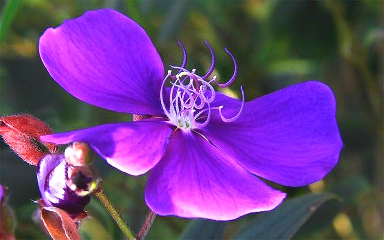 Tibouchina Dwarf Princess Flower I Live Plants I Lepidotal Compact Size, Eye-Catching Purple Blooms, Heat-Tolerant, Ideal for Small Gardens and Containers