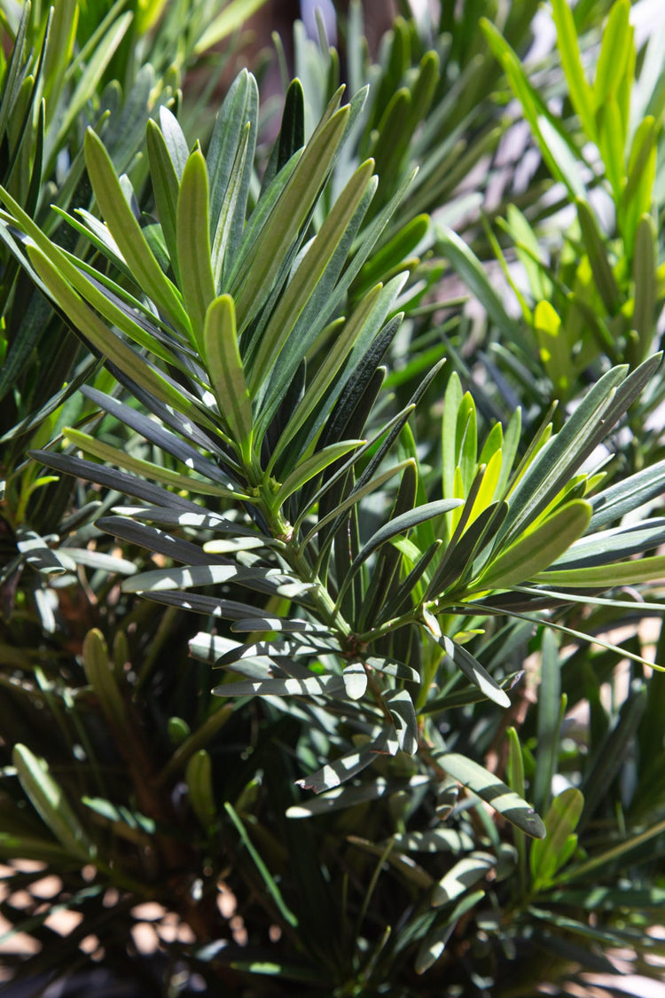 Podocarpus Pringles | Extra Large Gallon Plant | Podocarpus Macrophyllus 'Pringles' | Ideal for Hedges | Low Maintenance Shrub