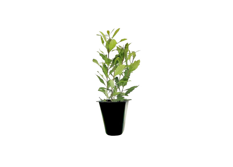 Wax Myrtle - 60 Live Plants - Myrica Cerifera Bayberry - Aromatic Evergreen Screening Hedge