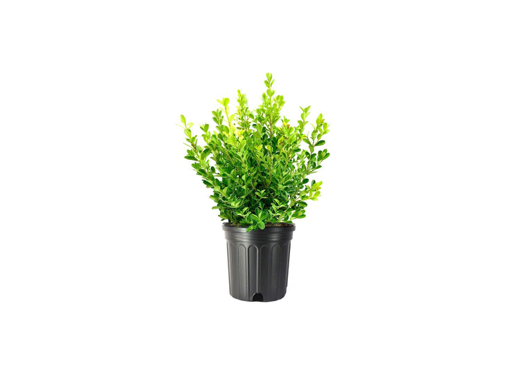 Japanese Boxwood | Extra Large Gallon Plants | Dense & Evergreen Shrub, Ideal for Elegant Hedges, Topiary, Borders, and Landscape Design, Hardy & Drought Tolerant