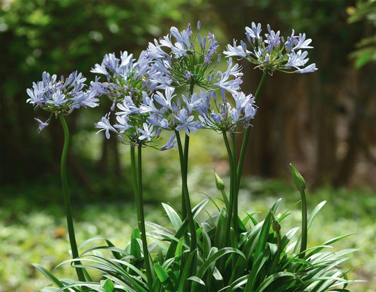 Agapanthus Africanus White | Extra Large 3 Gallon Plants | Vibrant & Hardy Perennial, Lush, Ornamental Plant with Brilliant White Blooms, Ideal for Borders, Containers & Landscape Accents