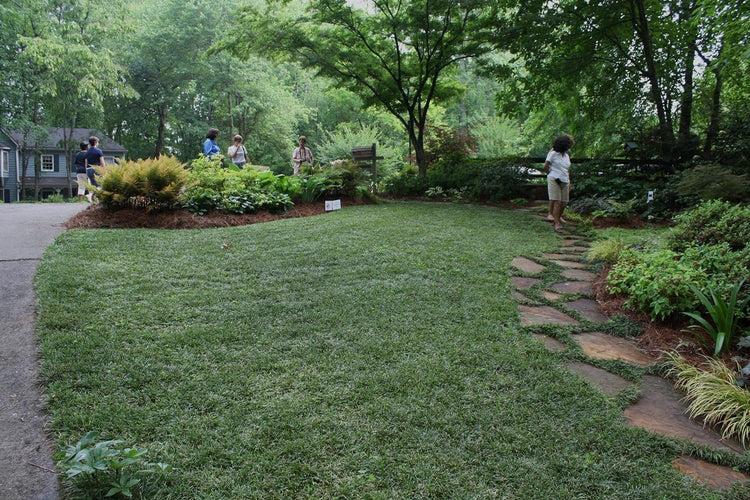 Dwarf Mondo Grass Plants | Live Bare Root Pips | Ophiopogon Japonicus Nanus | Perfect for Ground Cover & Borders | Hardy & Low Maintenance (50 Plants)