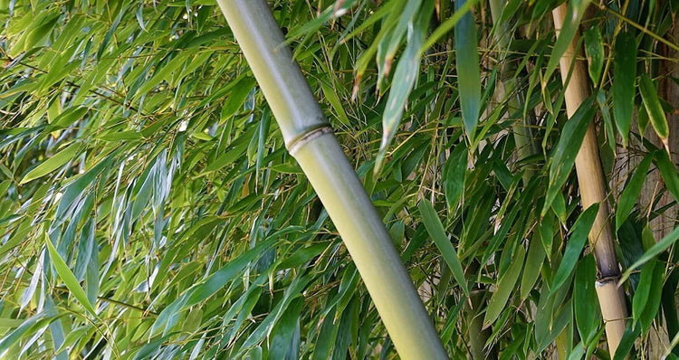 Oldhamii Bamboo | Live Plants | Bambusa Oldhamii | Privacy Screen Bamboo | Fast-Growing Garden Foliage | Tall Decorative Landscape Specimen