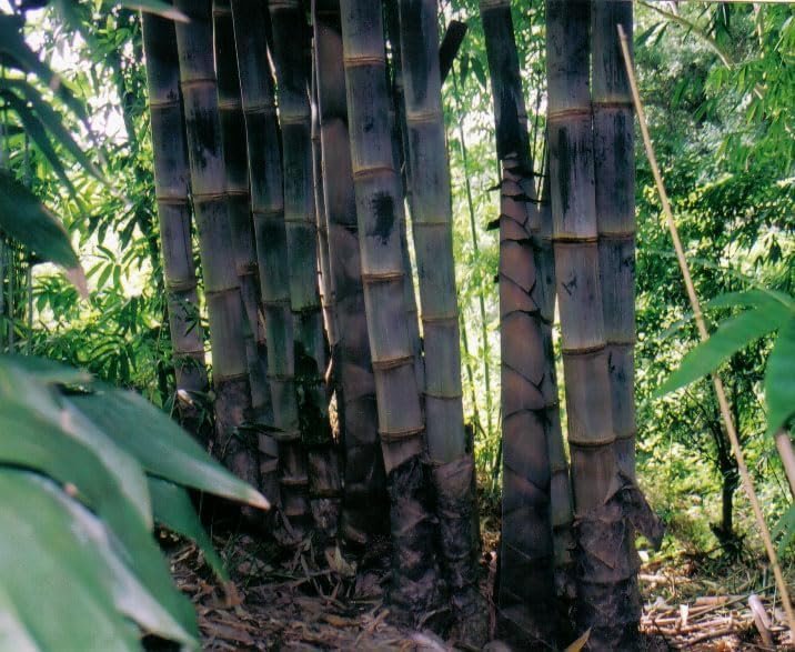 Dendrocalamus Asper Bamboo Plant - Fast-Growing Indoor/Outdoor Giant Bamboo for Landscaping & Green Decor - Eco-Friendly, Live, Pack - Also Known as Dragon/Rough Bamboo