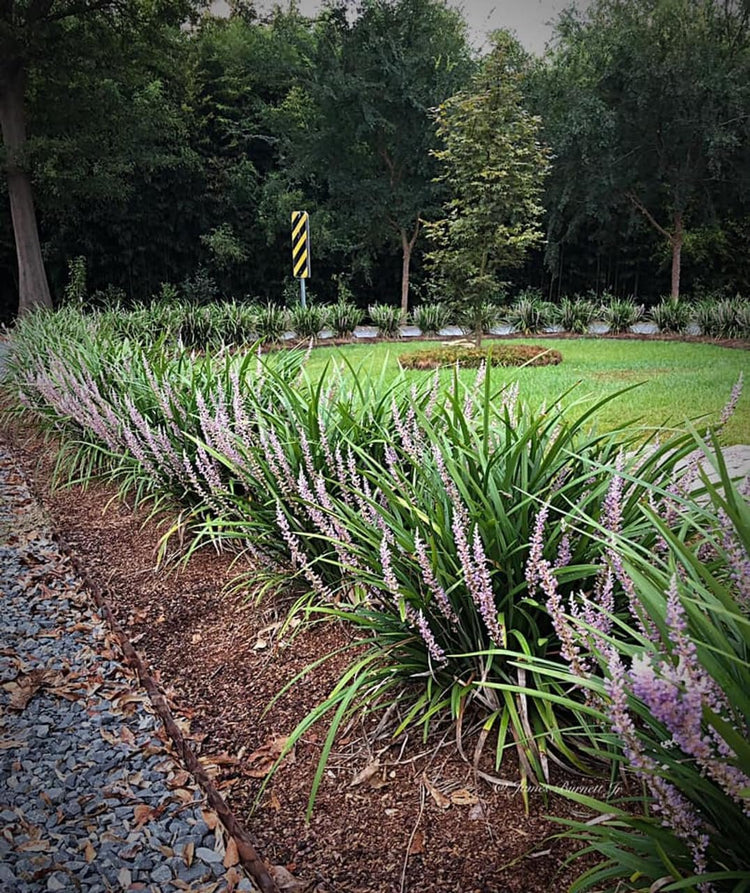 Super Blue Liriope Plants | Live 4 Inch Pots | Liriope Muscari | Ground Cover | Full Sun or Shade Tolerant