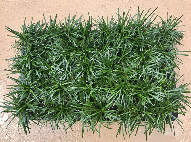 Dwarf Mondo Grass - Live Plants - Shade Loving Evergreen Ground Cover Ophiopogon Japonicus Nanus