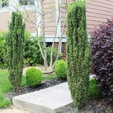 Sky Pencil Holly | Extra Large Gallon Plants | Ilex crenata 'Sky Pencil' | Vertical Garden Accent | Ideal for Tight Spaces