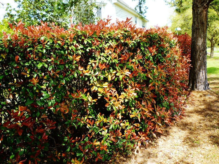 Photinia Red Tip | Extra Large Gallon Plants | Photinia x Fraseri | Evergreen Landscape Hedge Shrub