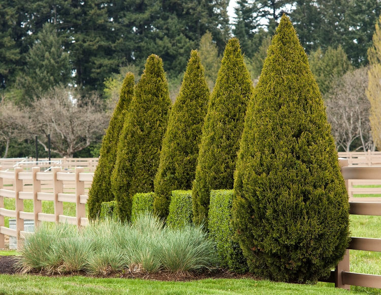 Spartan Juniper - Live Trees - Juniperus Chinensis - Evergreen Screening Planting