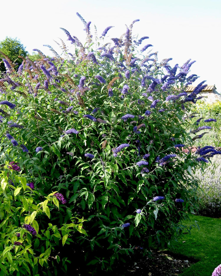 Buddleia Nanho Blue | Extra Large Gallon Plants | Fragrant & Compact Butterfly Bush, Ideal for Vibrant Landscapes, Attractive Borders & Butterfly Gardens, Drought Tolerant