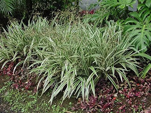 Flax Lily | Pack | Variegated Dianella Tasmanica Variegata | Evergreen Shade Loving Grass