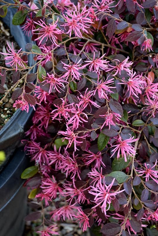 Loropetalum Daruma Dwarf Ruby | Extra Large Gallon Plants | Loropetalum Chinense | Vibrant Foliage | Easy Care