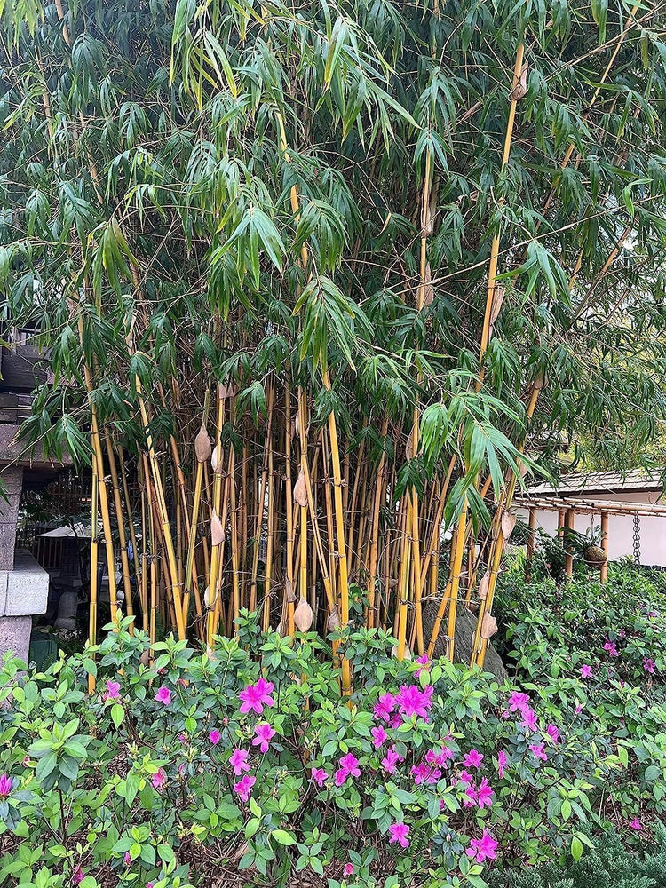 Golden Hawaiian Bamboo | Live Plants | Bambusa Vulgaris Vittata | Beautiful Rare Unique Specimen | Non-Invasive Clumping Bamboo Privacy Screen