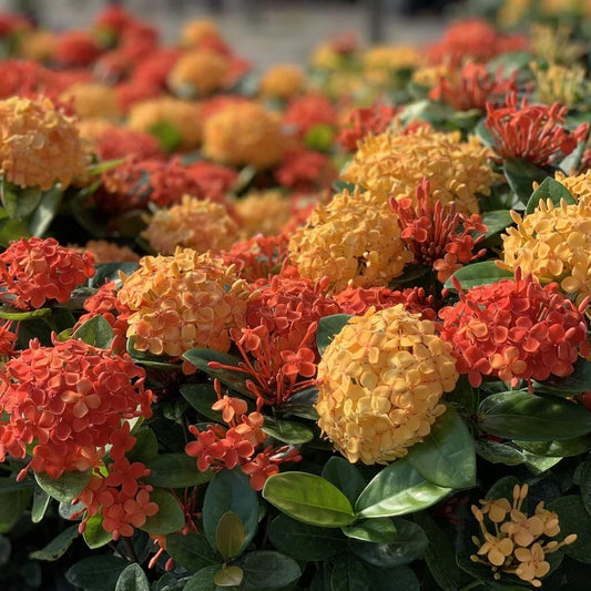 Ixora Maui Red | Extra Large 3 Gallon Plants | Ixora coccinea | Tropical Garden Favorite | Lush Flowering Shrub