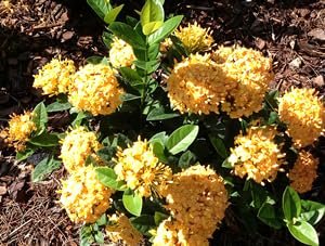 Ixora Yellow | Extra Large Gallon Plants | Ixora chinensis | Bright Garden Highlight | Sun-Loving Tropical Shrub