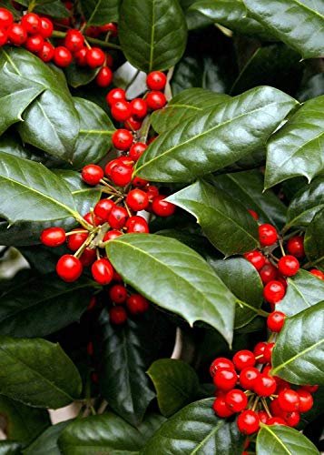 Nellie R. Stevens Holly | Live Trees | Evergreen Privacy Screening Hedge Plants | Ilex