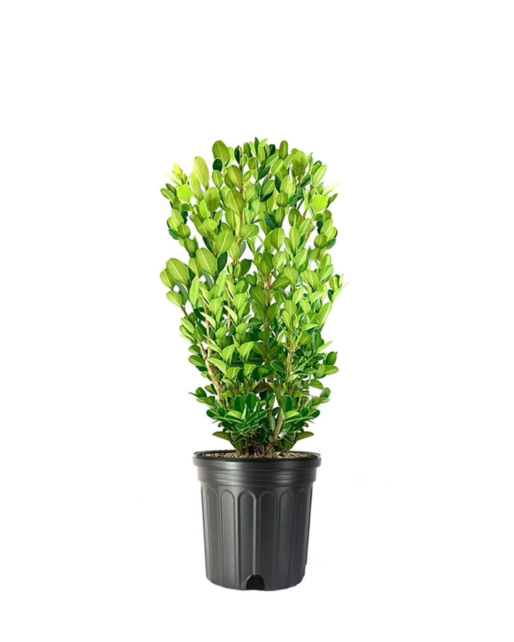 Green Mountain Boxwood | Live Gallon Size Plants | Elegant Pyramid-Shaped Evergreen, Ideal for Topiary & Landscaping, Cold-Hardy & Drought-Tolerant