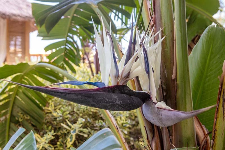 White Bird of Paradise | Live Plants | Strelitzia Nicolai | Beautiful Rare Foliage Specimen