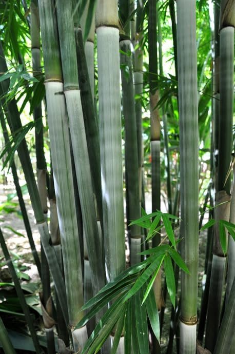 Graceful Bambusa Nutans Bongkhai Ever Bamboo | Large Gallon Size Plants | Fast-Growing Privacy Screen | Hardy & Lush Outdoor Greenery (1 Plant)