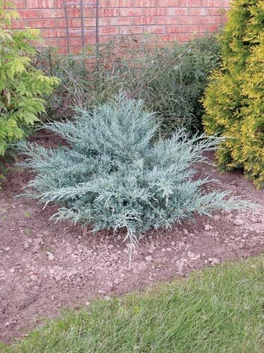 Juniper Angelica Blue - Live Plants - Juniperus Chinensis - Drought Tolerant Cold Hardy Evergreen