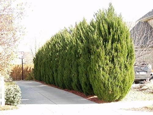 Spartan Juniper - Live Trees - Juniperus Chinensis - Evergreen Screening Planting